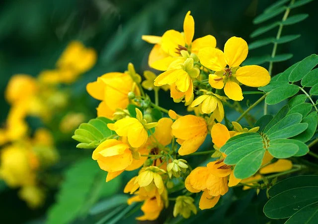 Rhodiola